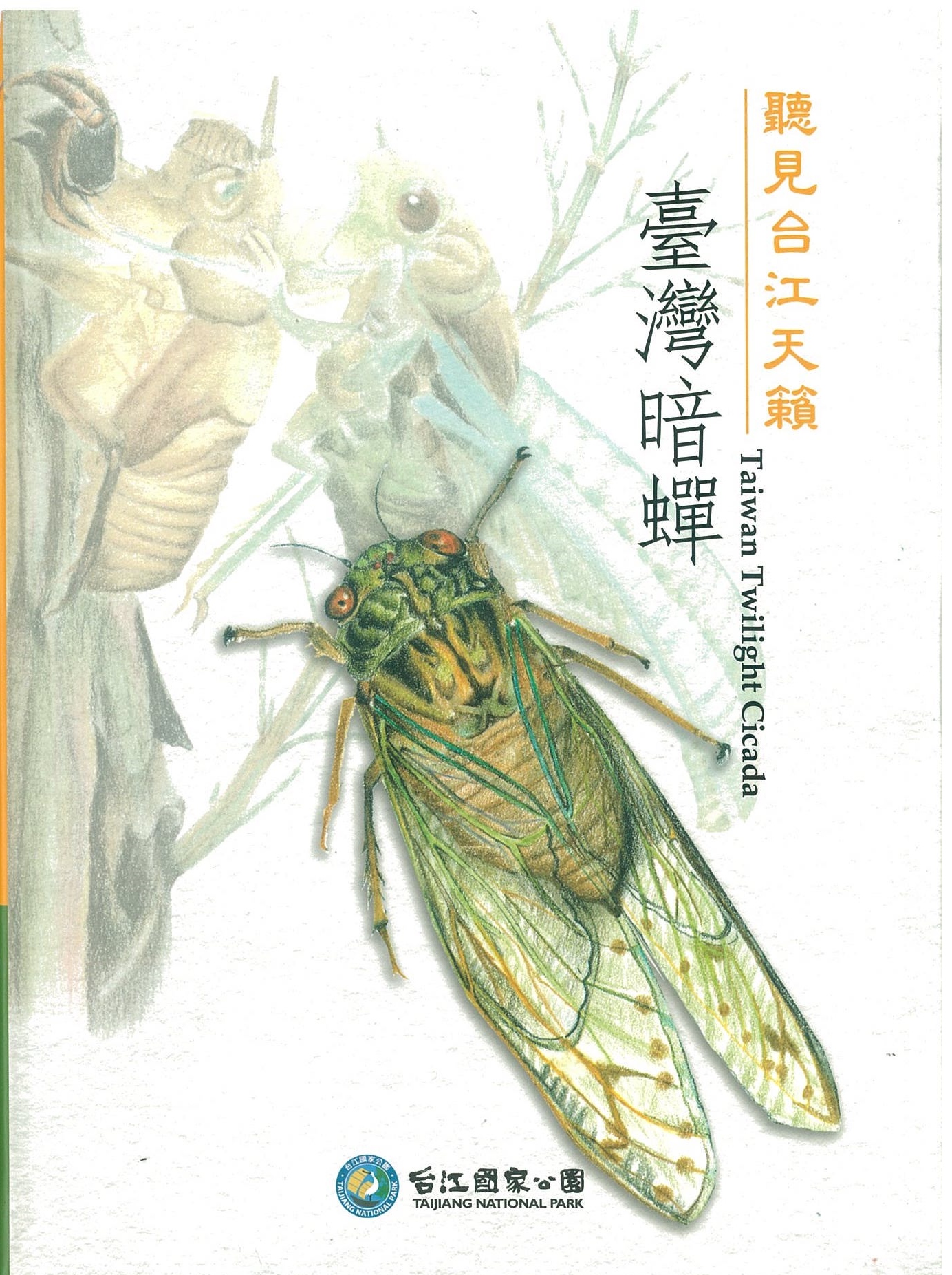 聽見台江天籟：臺灣暗蟬 圖片