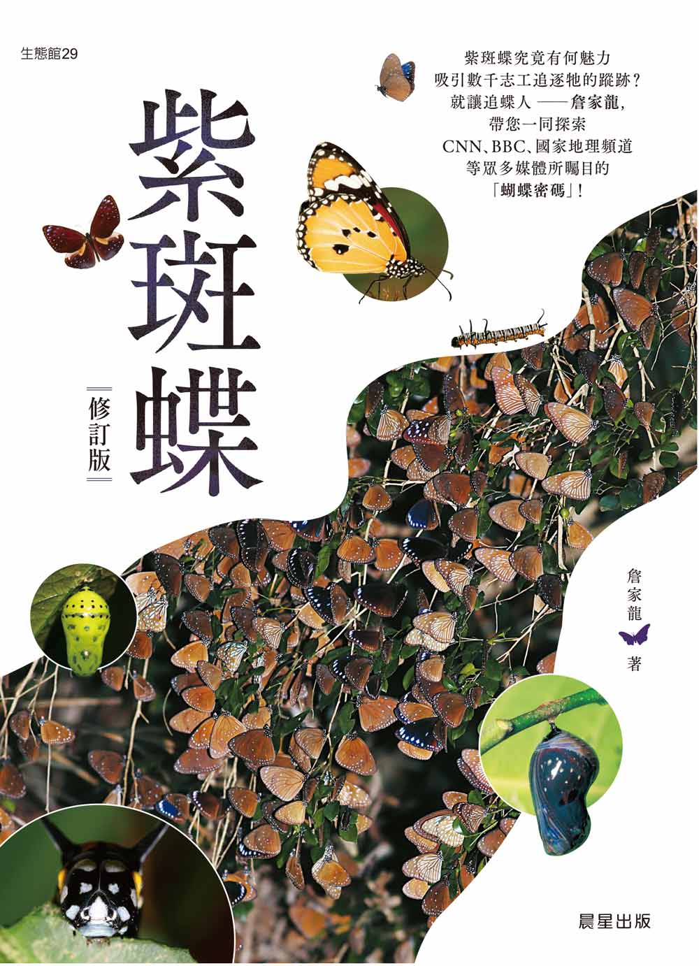 紫斑蝶-修訂版 圖片